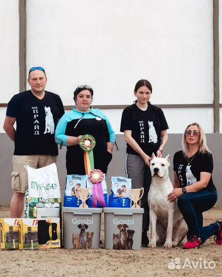 Хендлер - выставки собак, кинолог