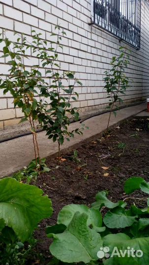 Саженцы абрикоса