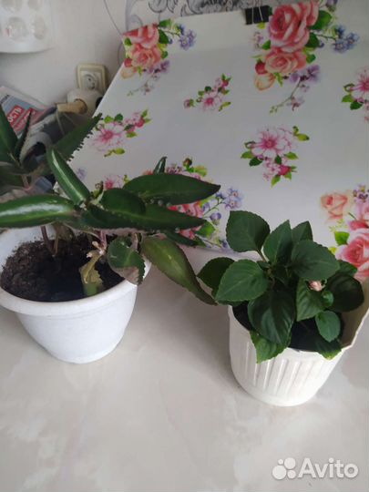 Комнатные цветы драцена