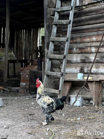 Петух красивый породистый