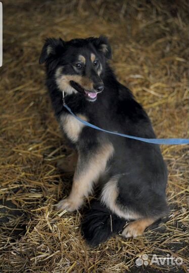 Собака красивая в дар