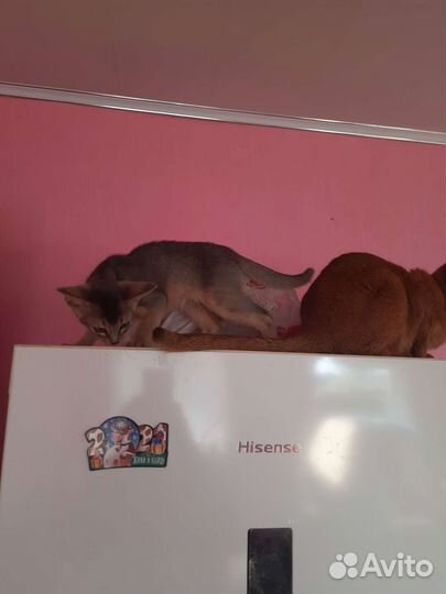 Абисинские котята