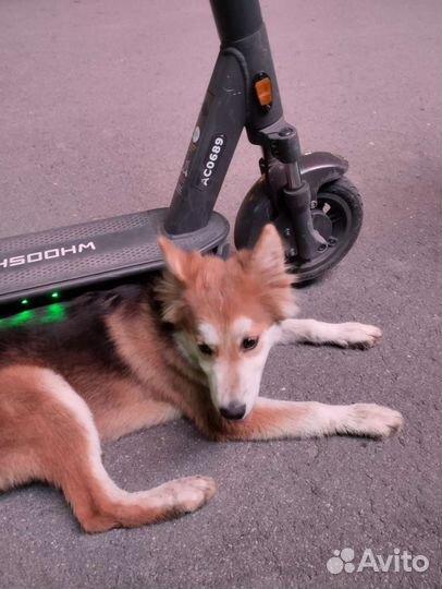 Собака хаски смешанная