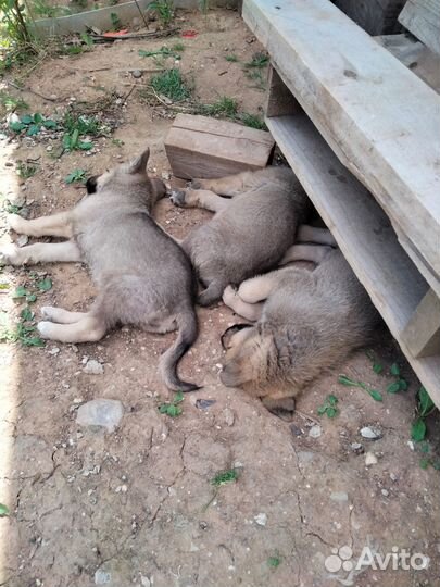 Отдам в добрые заботливые руки