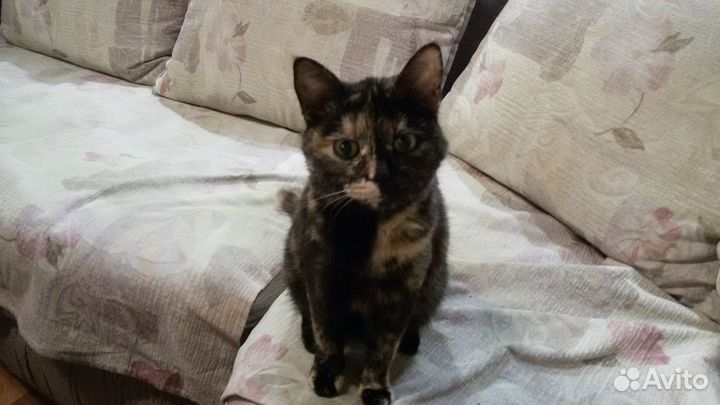 Котята в добрые руки бесплатно