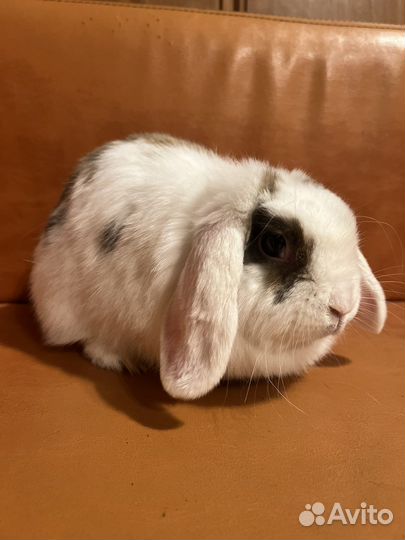 Карликовые вислоухие декоративные кролики