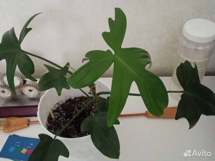 Сансевиера,Бегония Фиста,алоэ,сингониум