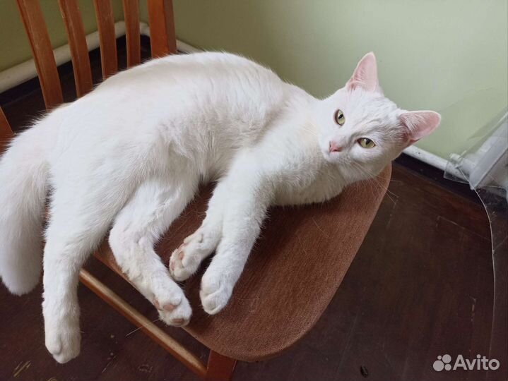 Белая кошка
