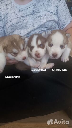 Щенки сибирской хаски