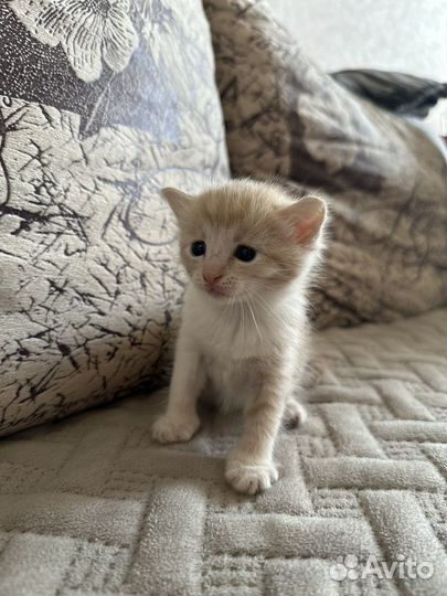 Отдам котят в добрые руки