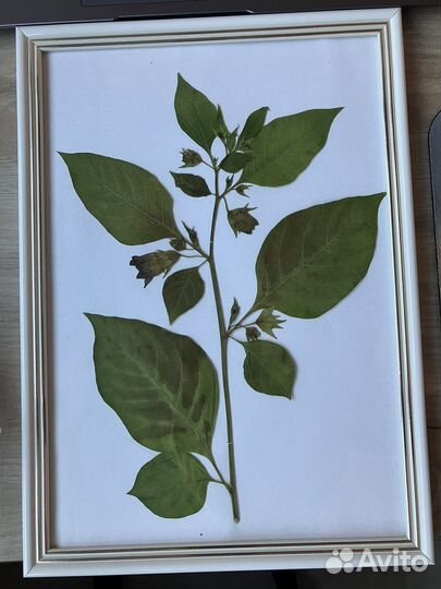 Гербарий белладонна, дурман обыкновенный, белена