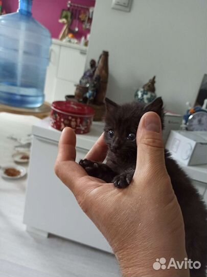 Котёнок