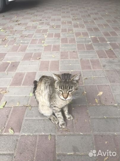 Котики бесплатно в добрые руки