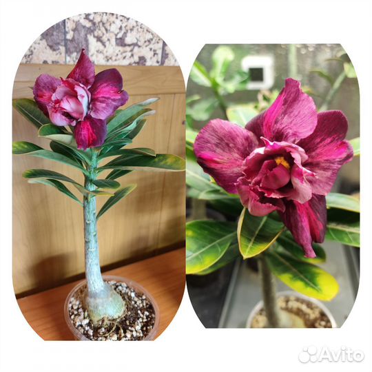 Адениум сеянцы
