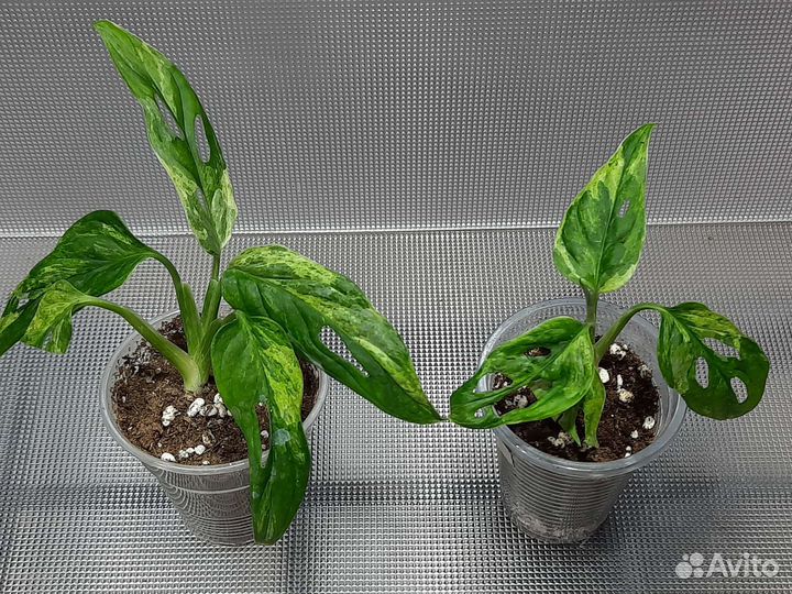 Эпипремнумы, сингониумы, монстеры