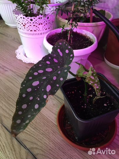 Бегония макулата