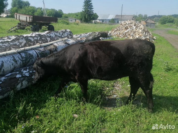 Абердин ангус нетели