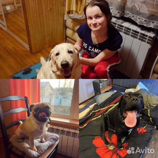 Домашняя передержка животных (Зоогостиница Оскар)