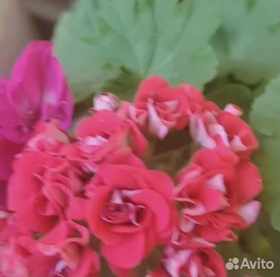 Пеларгония (герань)