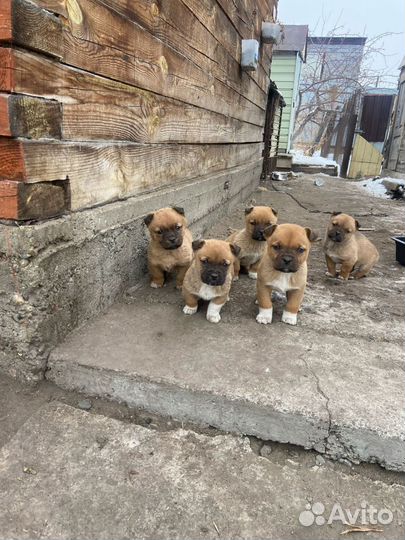 Бордоский дог