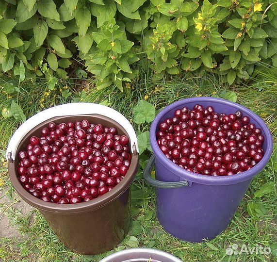 Вишня на ножке