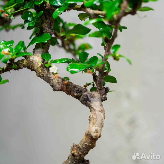 Дерево Бонсай - Кармона в стиле Мойоги 8 лет