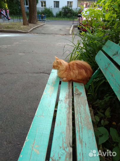 Отдам в добрые руки