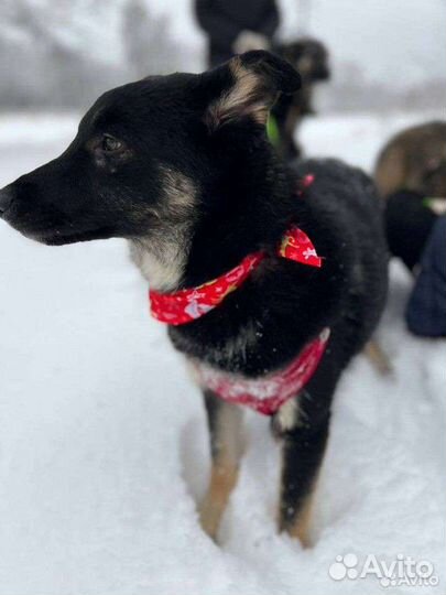 Собака из приюта в добрые руки