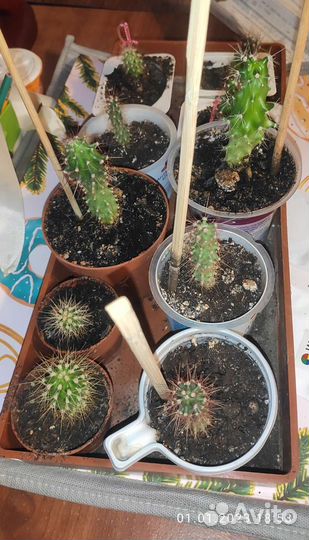 Кактусы. Обмен, продажа