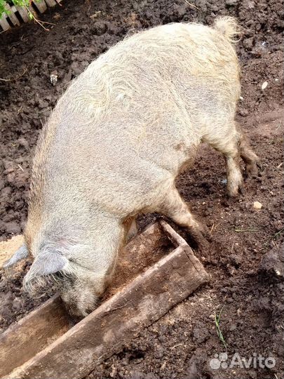 Мангал и кабан