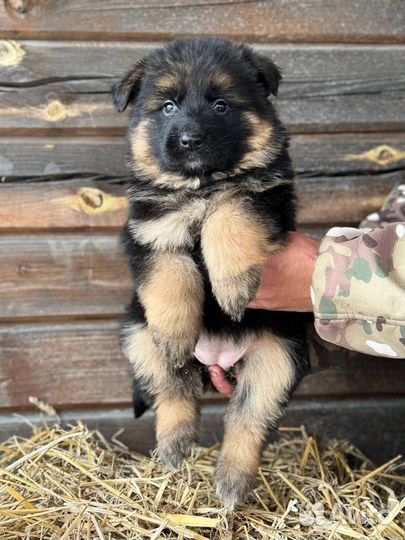 Щенки немецкой овчарки