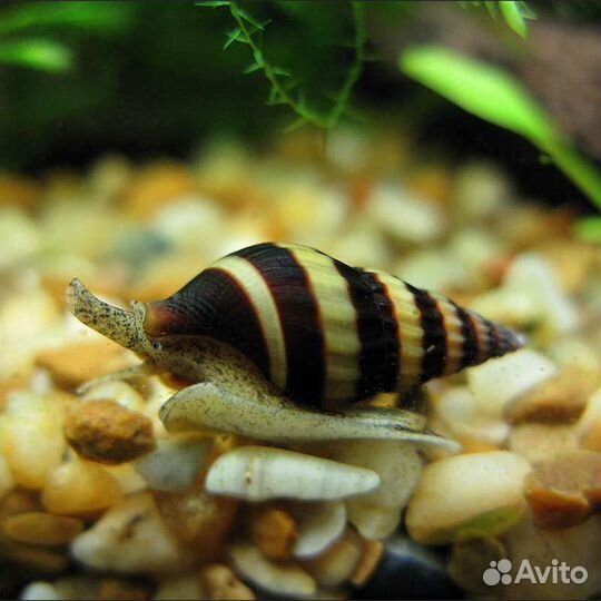 Улитка-киллер Хелена. Плотоядный санитар аквариума