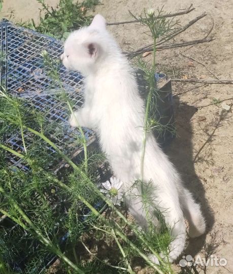 Котëнок девочка от кошки-крысоловки