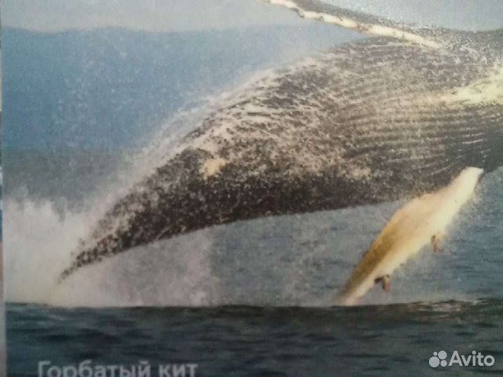 Карта Тройка 