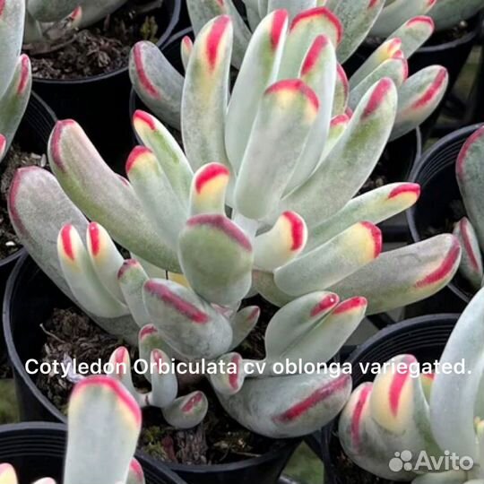 Котиледон вариегатный