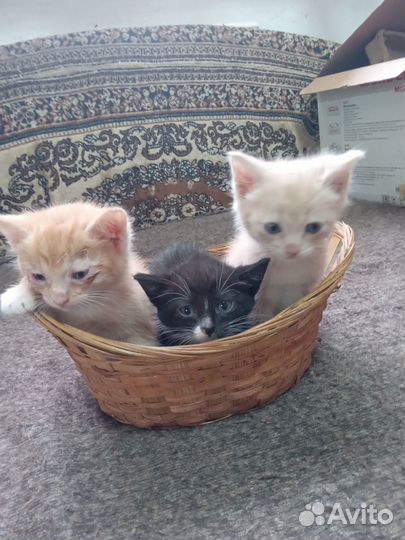 Котята отдам даром