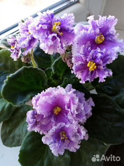 Фиалки, листья свежесрезанные