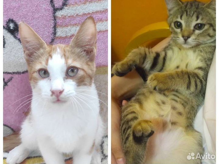 Котенок-мальчик и котенок-девочка крымских кошек