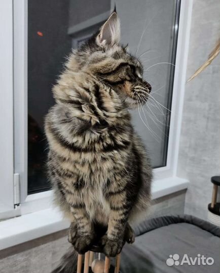 Кошки мейн-кун