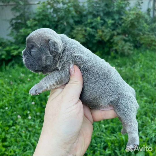 Цветные французские бульдоги девочки