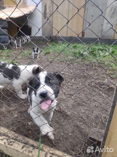 Щенки алабая