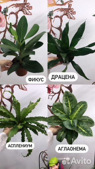 Комнатные растения