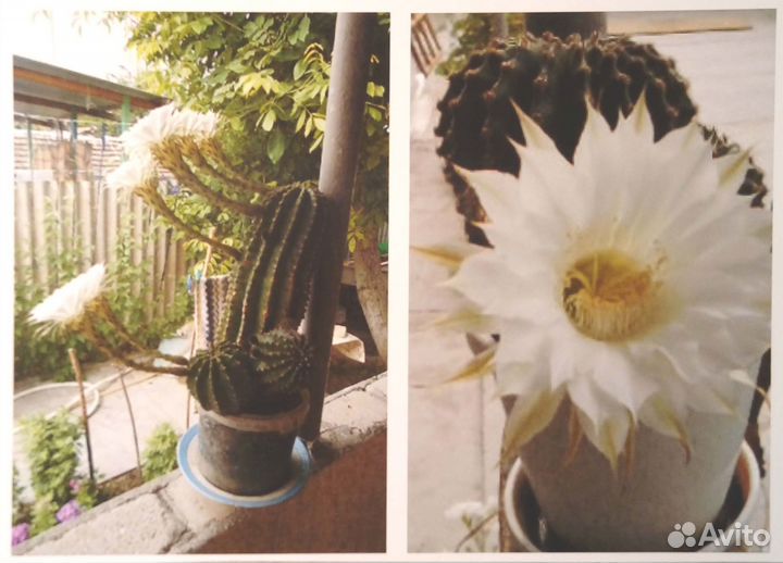 Комнатные растения цветы