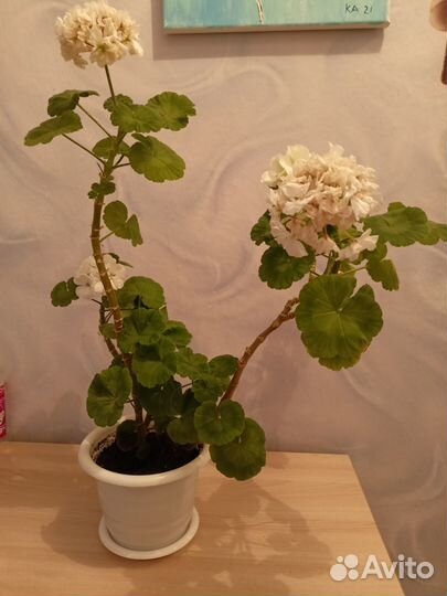 Комнатные растения