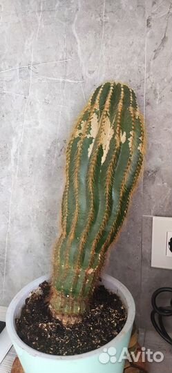 Кактус большой бесплатно