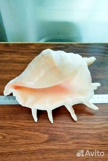 Ракушка морская большая