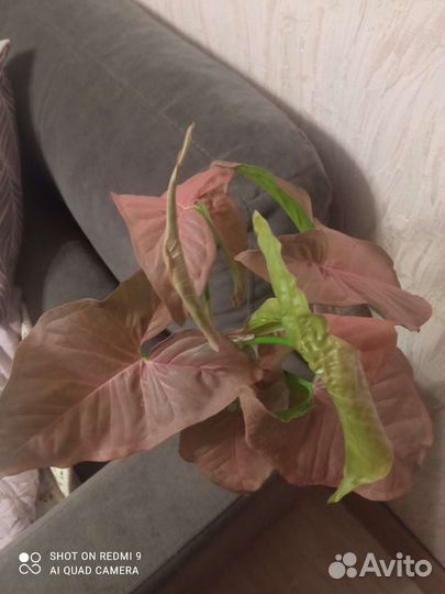 Сингониум неон пинк