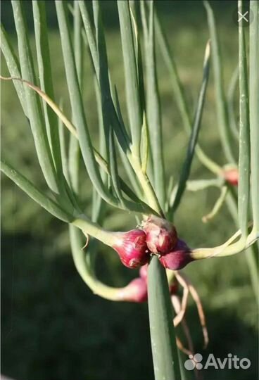 Многоярусный лук