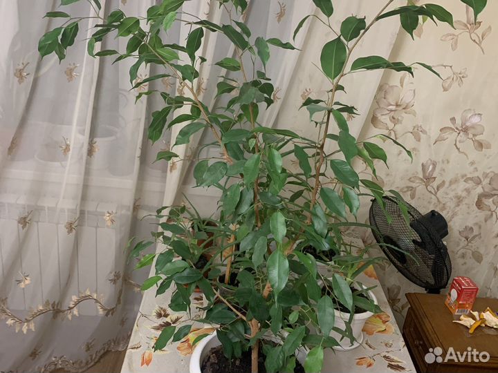 Фикус бенджамина