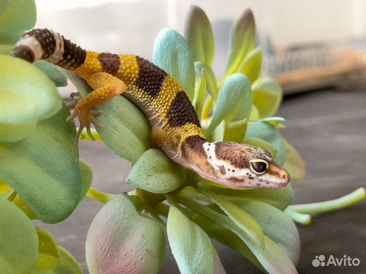 Пятнистый эублефар